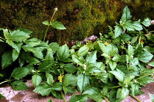 T. procumbens plant.