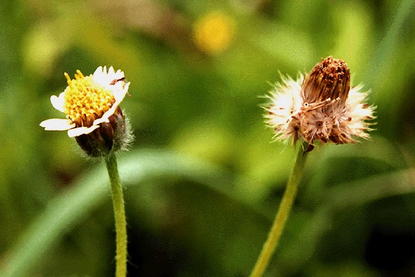 Close-up of flowers and seed head.