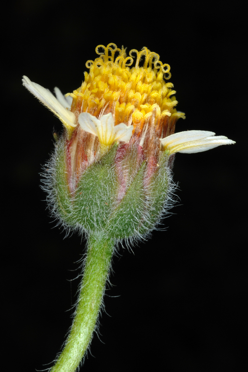 Tridax procumbens (coat buttons); Flowerhead. Lake Wales, Florida, USA. April 2012.