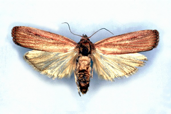 T. rufivena adult female.