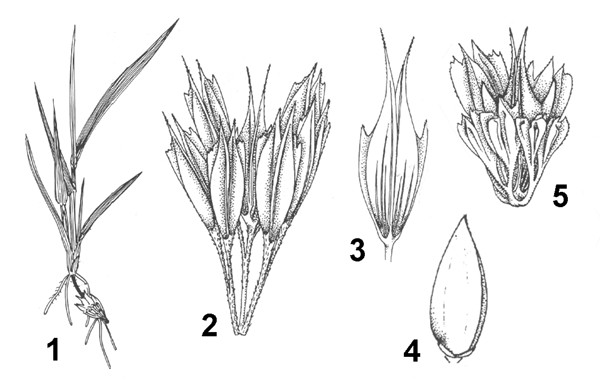 phalaris paradoxa