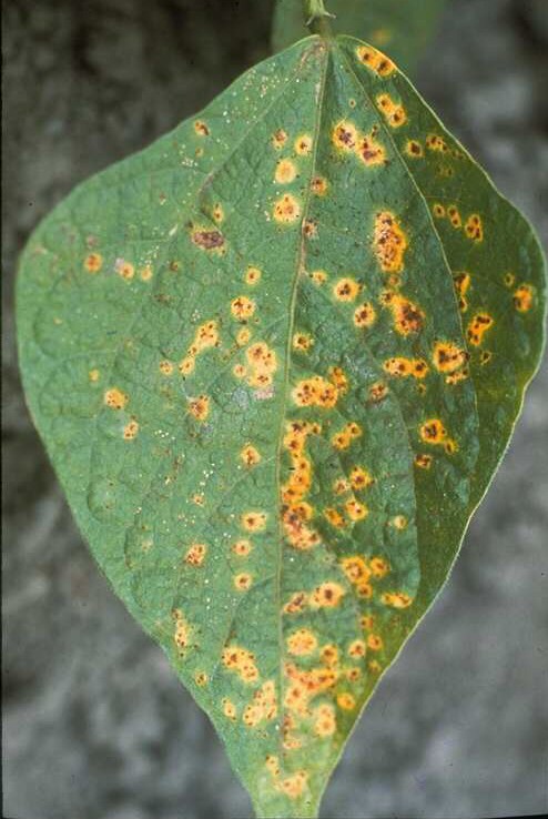Uromyces appendiculatus; Symptoms on bean leaf.