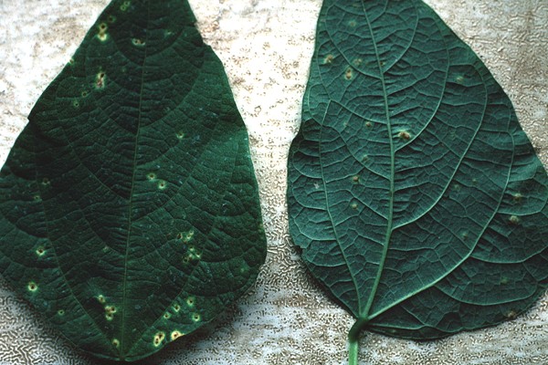 Uromyces appendiculatus rust spots on Phaseolus bean leaves.
