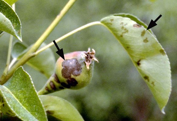 Scab (arrowed) on young pear fruit and leaves.