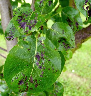 Symptoms of V. pirina (pear scab) on pear leaves in the field.