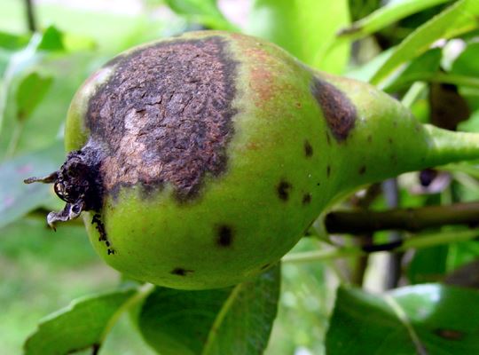 Pear scab symptoms on pear fruit in the field.