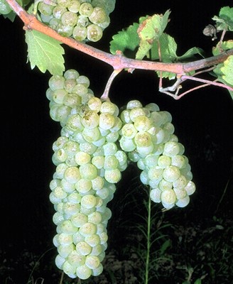 Vitis vinifera (grapevine)