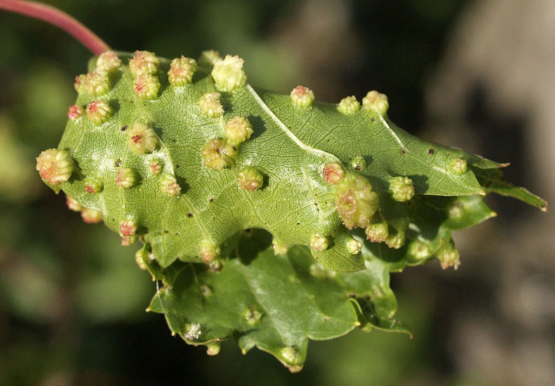 Viteus vitifoliae (grapevine phylloxera); leaf galls on grape, caused by V. vitifoliae (Hemiptera: Sternorrhyncha: Phylloxeroidea).