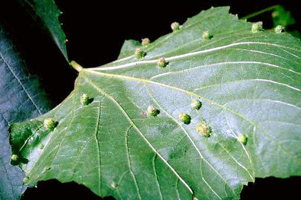 Viteus vitifoliae (grapevine phylloxera); on the undersurface of a grape leaf. 