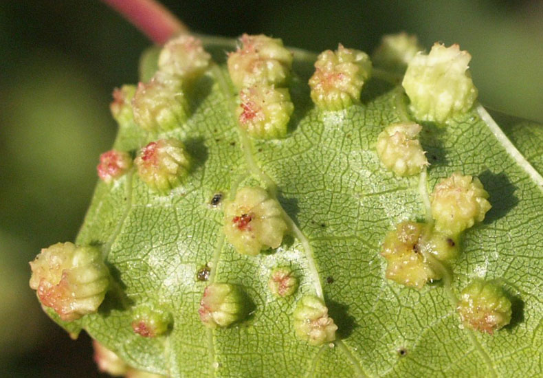 Viteus vitifoliae (grapevine phylloxera); close-up of leaf galls on grape, caused by V. vitifoliae (Hemiptera: Sternorrhyncha: Phylloxeroidea).