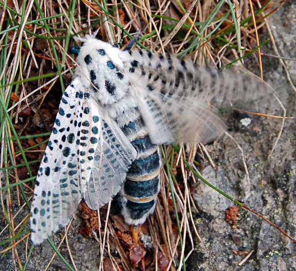 Zeuzera pyrina (leopard moth or wood leopard moth); adult female, wings flapping. Larvik, Norway. July, 2011.