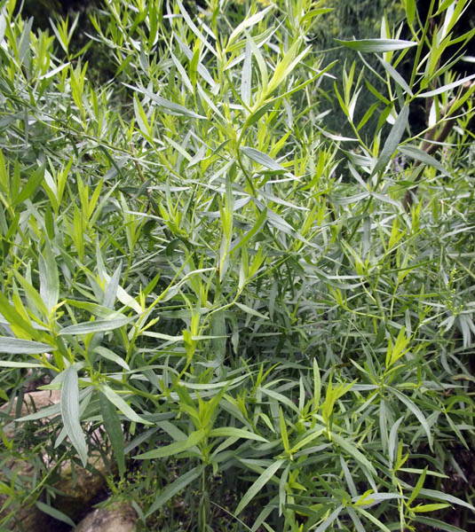 Artemisia dracunculus (tarragon); cultivated habit. Südheide, Germany. August 2012.