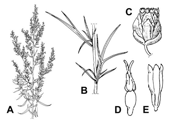 Plant parts of tarragon (A. dracunculus). Line drawing, not necessarily to scale. (A) habit, flowering stem; (B) lobed basal leaves; (C) flower head; (D) female floret; (E) male floret.