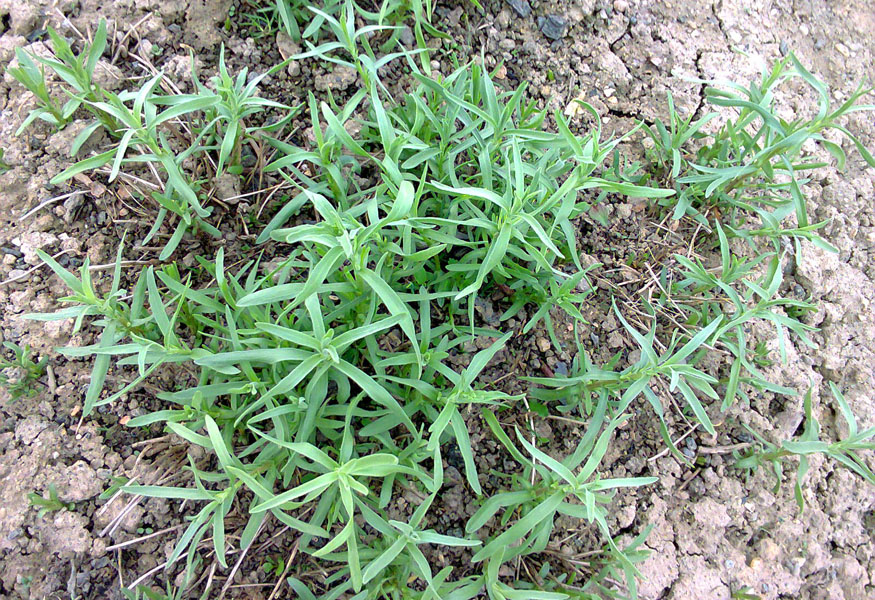 Artemisia dracunculus (tarragon); young growth. Lónyaytelep, Transylvania, Romania. April 2016.
