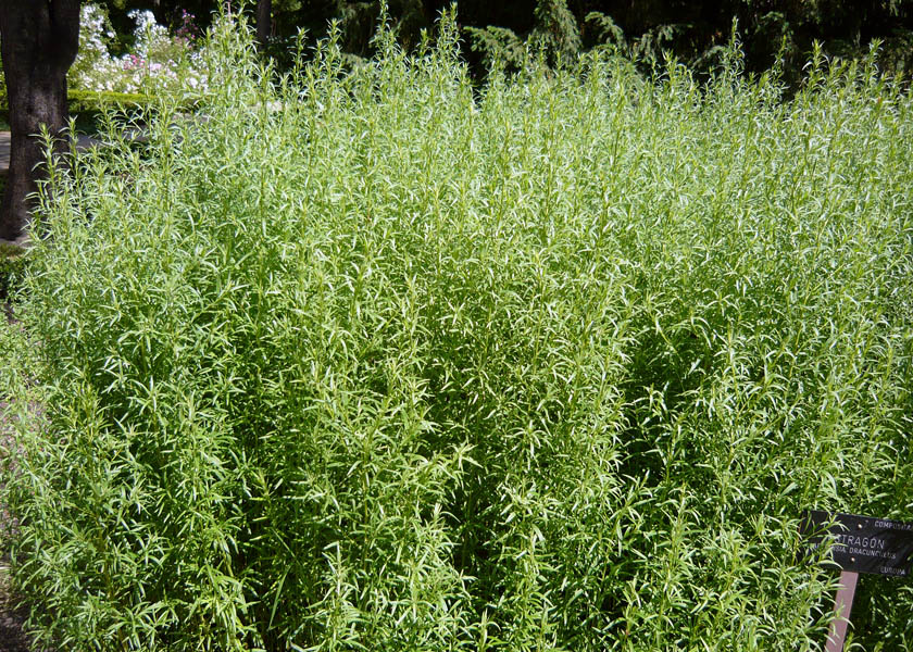 Artemisia dracunculus (tarragon); culitivated habit. Royal Botanical Garden of Madrid, Spain. May 2009.