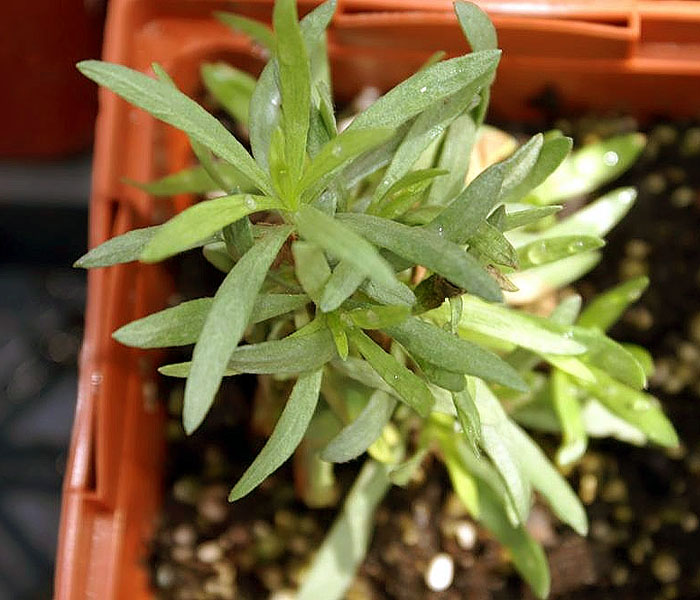 Artemisia dracunculus (tarragon); potted herb. Merrifield Garden Center, Virginia, USA. April 2006.