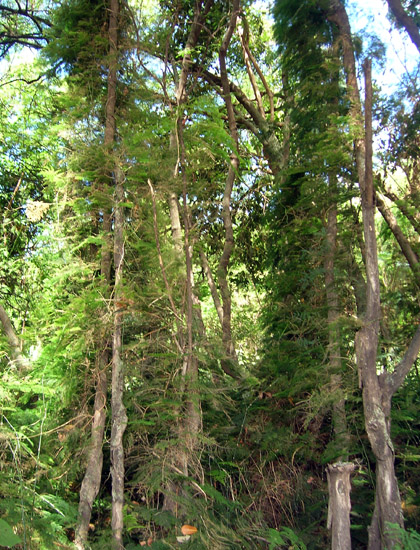 Asparagus Fern (Asparagus setaceus)