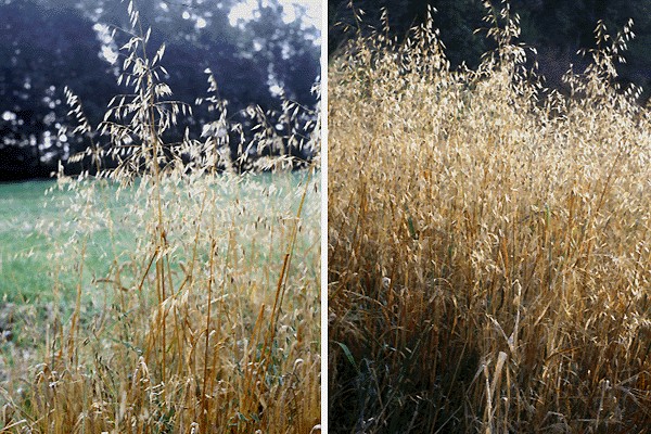 A. fatua is an annual tufted grass with erect culms. Plant height varies from 25-120 cm. 