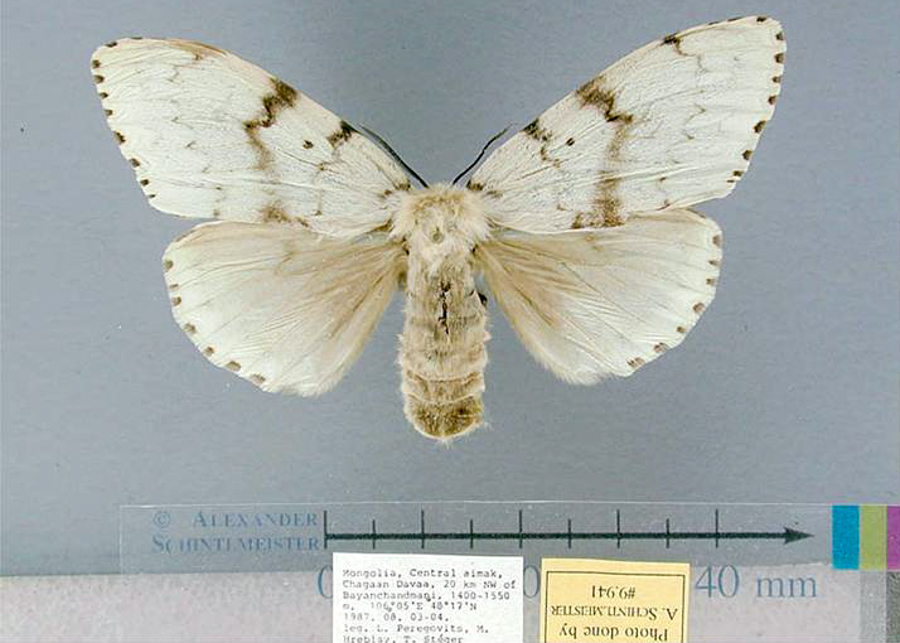 Collection of specimens through a pheromone-based gypsy moth