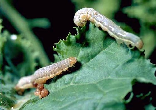 File:Lizard catching the moth.jpg - Wikimedia Commons