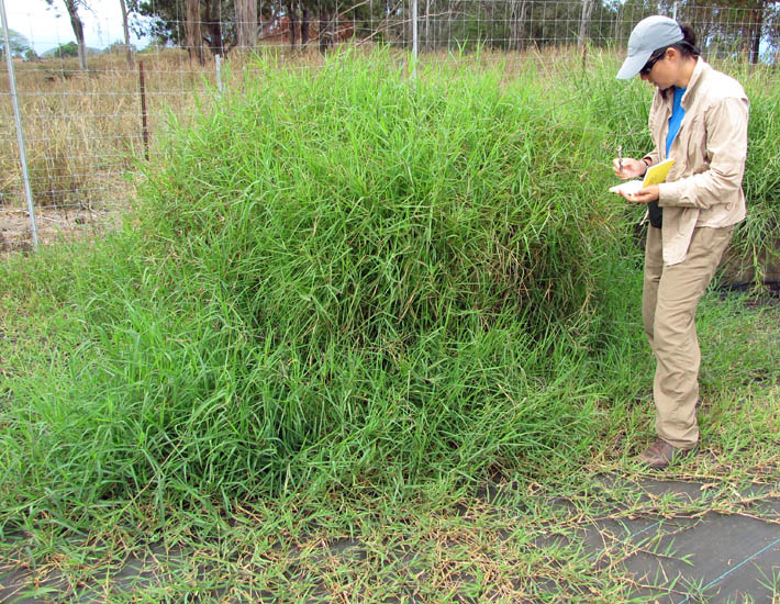 | Plantwise Knowledge Bank