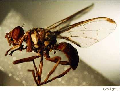 How USDA & Partners Eradicated Oriental Fruit Fly from Florida