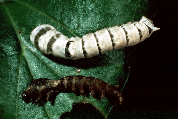 Bacillus thuringiensis PFnPE - Vebi Garden