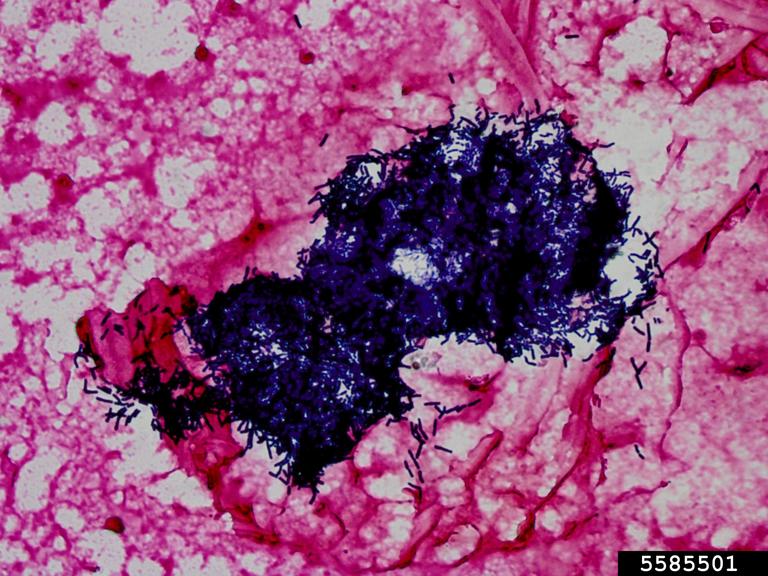 Bacillus thuringiensis PFnPE - Vebi Garden