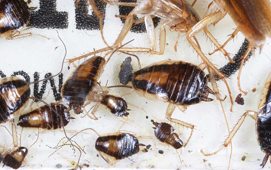 Cucaracha germánica (Blattella geramanica) en una trampa Blanko