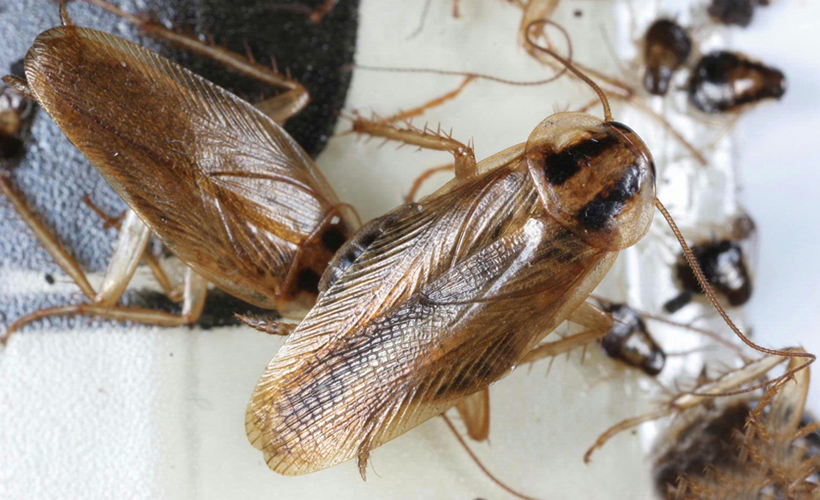 Cucaracha germánica (Blattella geramanica) en una trampa Blanko