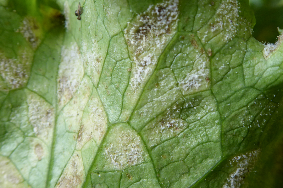 Bremia lactucae (downy mildew of lettuce); Symptoms on lettuce leaf.