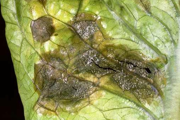 Bremia lactucae (downy mildew of lettuce); necrotic lesions on lettuce leaf.