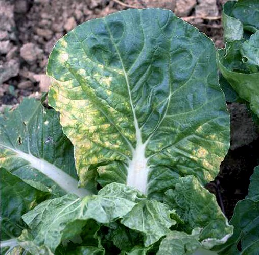 Bremia lactucae (downy mildew of lettuce); chlorosis of leaves.