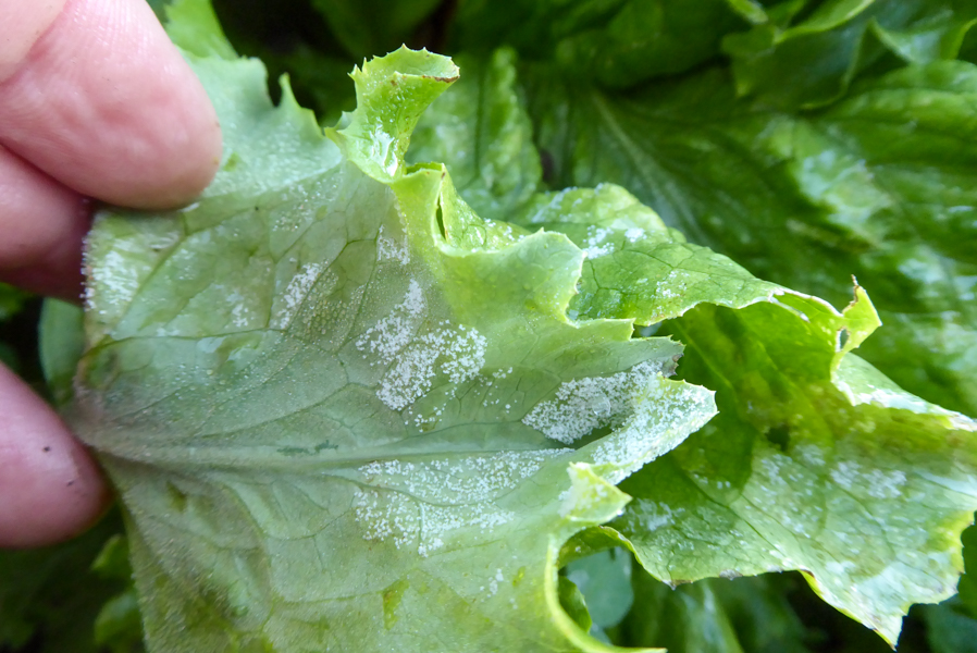 Bremia lactucae (downy mildew of lettuce); Sporulation on lettuce leaf.