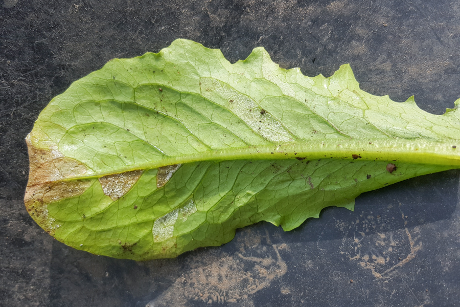 Bremia lactucae (downy mildew of lettuce); Initial and later symptoms.