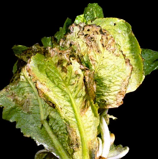 Bremia lactucae (downy mildew of lettuce); browning and chlorosis of lettuce leaves.