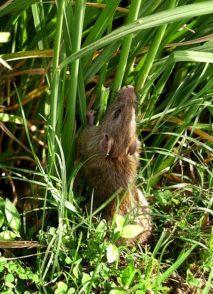 Rice shop field rat